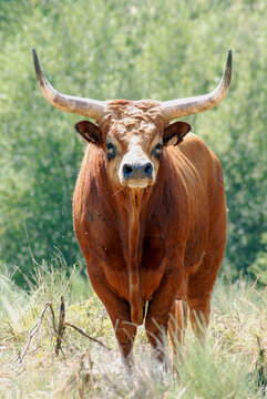 Barroso&rsquo;s Cow. A portrait of a cow with enormous horns, standing perfectly still for the photographer.