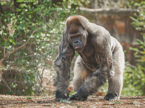 Western Lowland Silverback Gorilla at the zoo is the largest primate and native to West African. Due to habitat loss and poaching the West African Gorilla is a critically endangered primate.