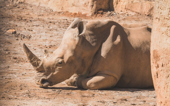 Southern White Rhino at the zoo native to Southern Africa is the largest rhino and is a critically endangered species due to poaching.