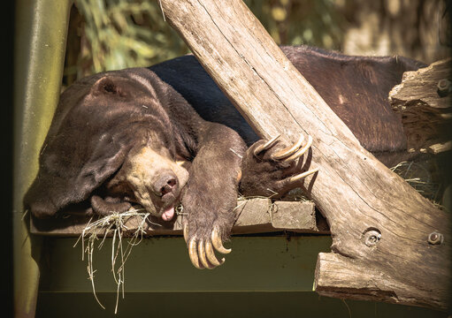 Malayan Sun Bear sleeping in its habitat at the zoo. Arboreal bears being the smallest of the bear species range from South Asia to India to Indonesia.
