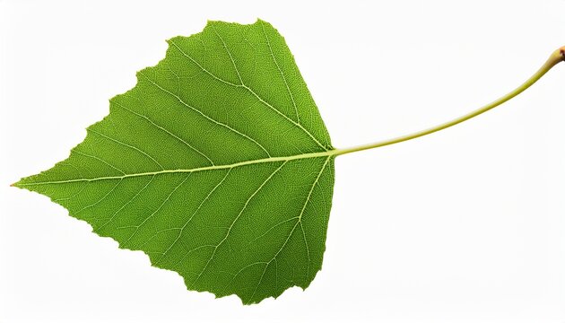 Leaf Of Aspen Populus Tremula Tree Isolated