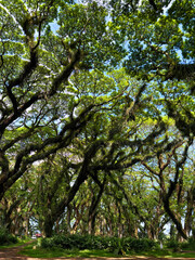 Fototapeta premium Low angle view of giant rain tree canopy at De Djawatan forest in Banyuwangi. Intertwined branches of ancient trees creating a lush green canopy at Djawatan forest.