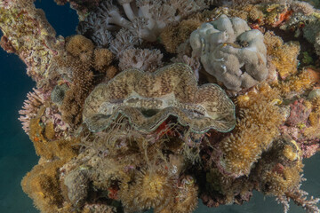 Coral reef and water plants in the Red Sea, Eilat, Israel  © yeshaya