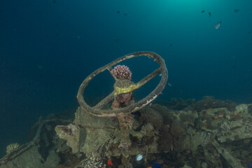 Coral reef and water plants in the Red Sea, Eilat, Israel  © yeshaya