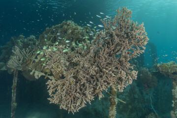 Coral reef and water plants in the Red Sea, Eilat, Israel  © yeshaya