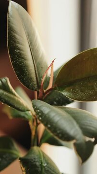 Vertical video. Water droplets sparkle on rubber plant leaves after misting in warm sunlight.