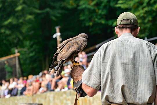 Falconer with a trained bird of prey on his arm during a outdoor show