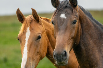 Obraz premium Close-Up Portrait of a Calm Bay Horse Against a Green Pasture