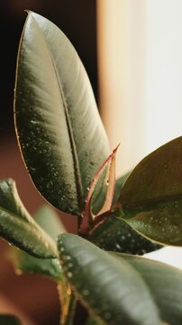 Vertical video. Sunlit rubber plant leaves shimmer with fresh droplets after water spraying.