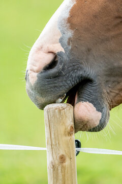 Close-Up of a Horse Chewing a Wooden Fence Post in a Pasture
