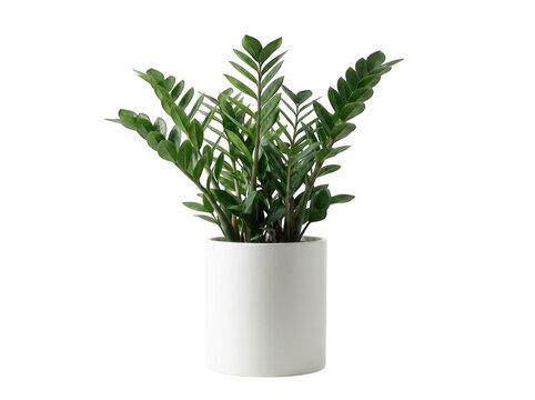 Zz plant zamioculcas zamiifolia in a white ceramic pot isolated on transparent background