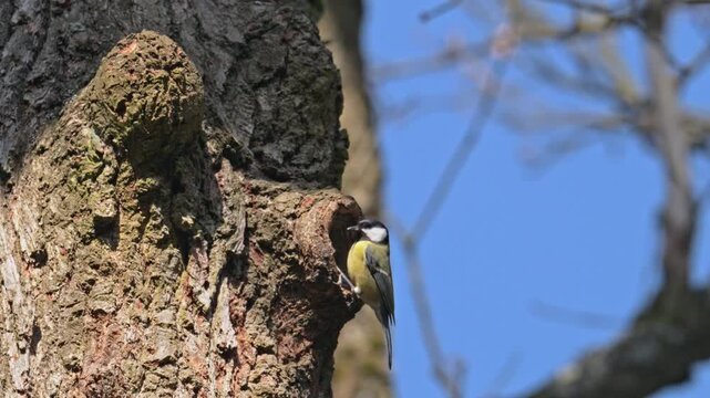 Great tit (Parus major) bird exploring a hole in a stem as potential nest