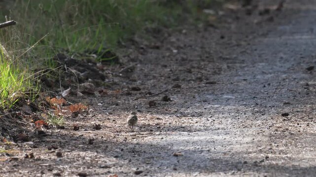 Eurasian chaffinch (Fringilla coelebs) birds searching for food on ground