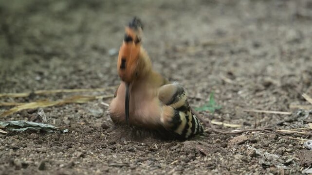 common Eurasian hoopoe (Upupa epops) digging in sand