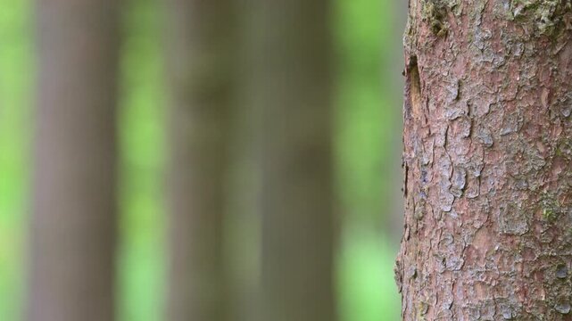 Great spotted woodpecker male and female feeding chicks at the nest hole in stem 120fps
