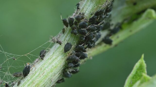 aphids hanging on a plant stem sucking disturbed by a fly