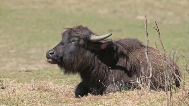 wild water buffalo (Bubalus arnee) grazing