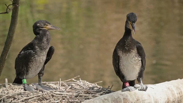 cormorant breathing heavily to cool down