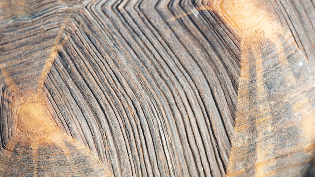 macro view of detailed tortoise shell with geometric scute patterns and ridges on the rough brown surface in natural light concept of animal texture, biology background, wildlife patterns