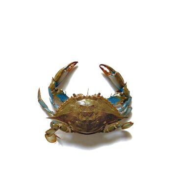 Single fresh live blue crab Callinectes sapidus commonly known as jaiba azul for typical traditional dish from Guatemala