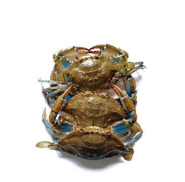 Group of three fresh live blue crabs Callinectes sapidus commonly known as jaiba azul for typical traditional dish from Guatemala