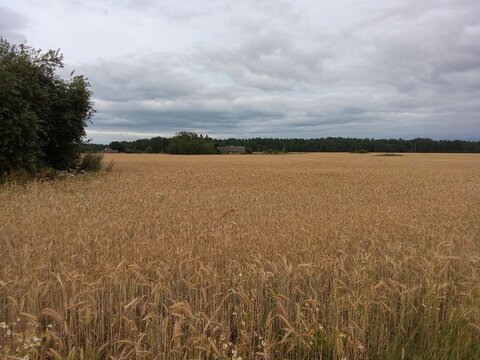 Rustic Golden Wheat and Barley Grain Field Under Cloudy Summer Sky
