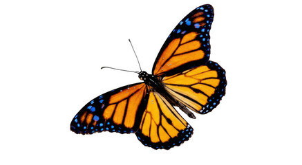 Obraz premium Beautiful orange monarch butterfly flying with delicate wings in a bright and sunny natural environment isolated on transparent background