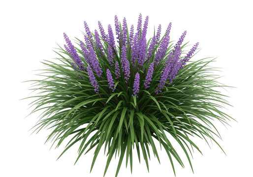 Liriope muscari plant with purple flower spikes isolated on transparent background