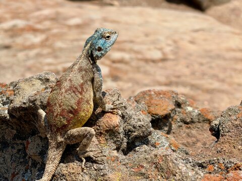 African agama lizard perched on rocky terrain in Blyde River Canyon, Mpumalanga, South Africa