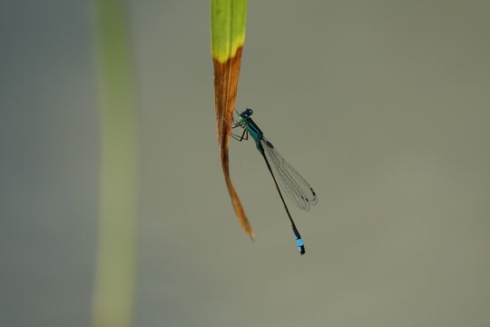 the male blue tailed damselfly (Ischnura elegans)