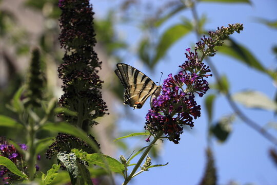 Arbre &agrave; Papillon et Voilier Blanc butinant   (Buddleja davidii et Iphiclides feisthamelii )