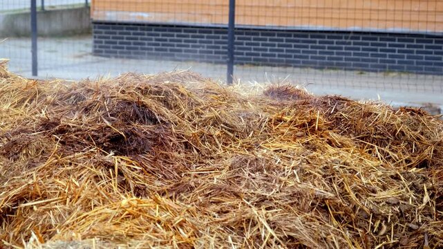 Steaming Warm Pile Horse Manure Dumped by Stable Boxes
