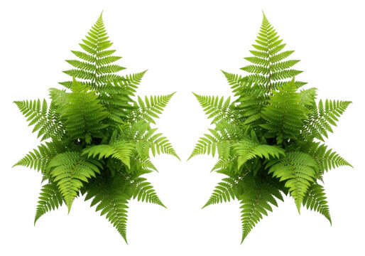 Two lush green fern plants isolated on transparent background