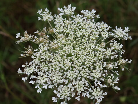 White Queen Anne's Lace Wildflower Blooming Outdoors