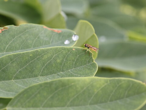 Hoverfly Resting on Green Leaf in Natural Habitat