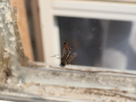 Worker Ant Transporting Captured Fly