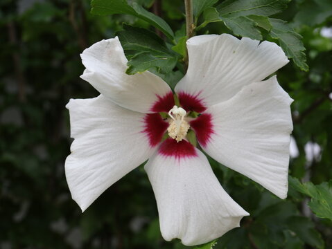 White Rose of Sharon Hibiscus Flower with Red Center