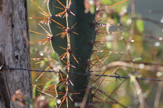 cactus with thorns