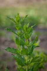 Fresh green mint leaves on a plant stem. © lapis2380