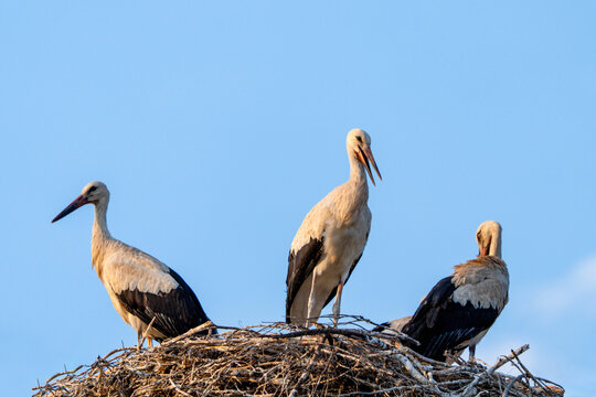 Family of three White Storks (Ciconia ciconia) standing in a large stick nest against a blue sky