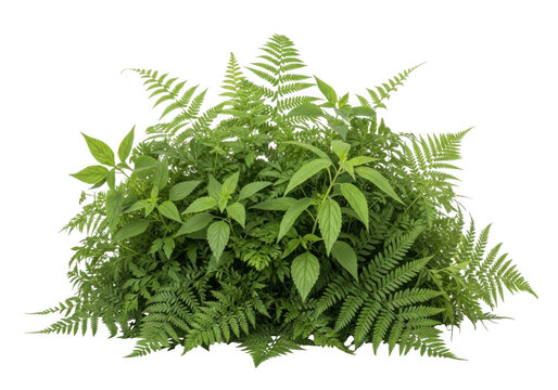 Lush green fern and nettle plant bush isolated on transparent background