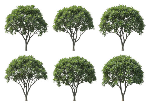 Set of six green frangipani trees isolated on transparent background