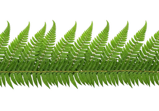 Green fern leaf frond isolated on transparent background