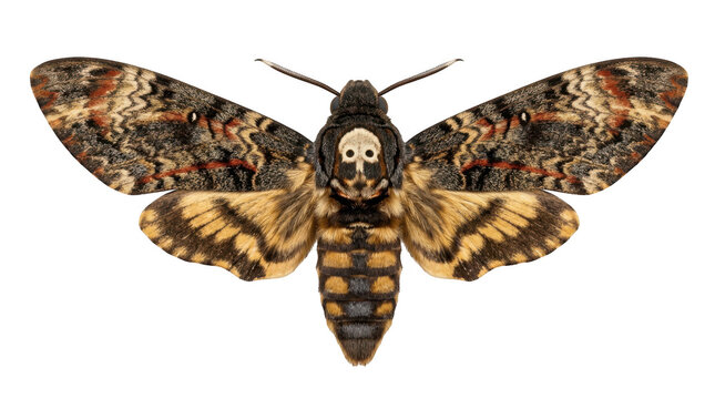 Deathshead hawkmoth isolated on transparent background