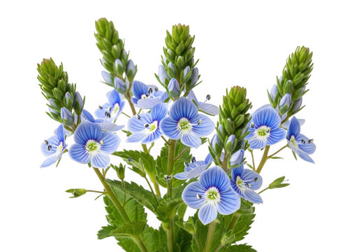 Beautiful blue veronica flowers isolated on transparent background