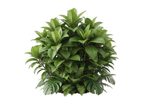 Lush tropical plant bush with broad leaves and ferns isolated on transparent background