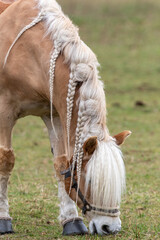 Pferd © Mathias Weigand