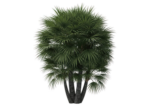 A lush green palm tree isolated on transparent background