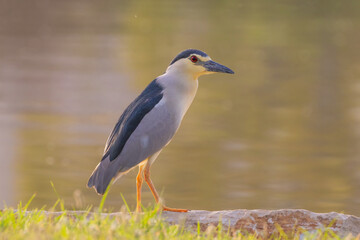 Black-Crowned Night Heron (Nycticorax nycticorax) standing on a stone with a lake behind © Noam