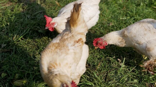 Three white domestic hens peck actively at the soil and feed scattered on green grass in a bright outdoor farm setting.